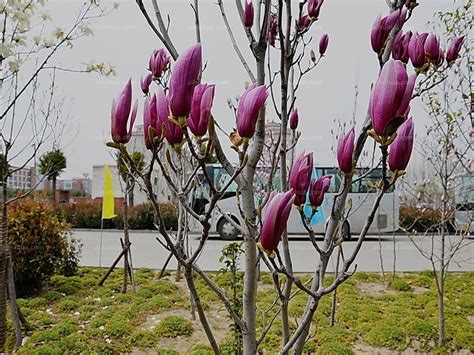 科学网—植物界入春的“信使”：望春玉兰 - 张庆费的博文