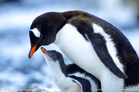分清南极企鹅十个种类，看这一篇就够了！