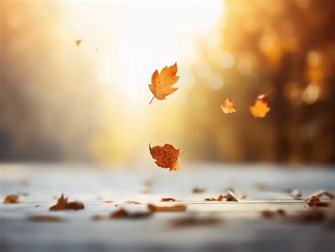 立秋秋天的树叶落叶飘落的瞬间唯美浪漫风景壁纸图片下载 - 觅知网