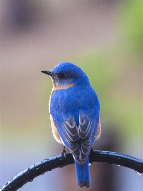 山地蓝知更鸟Muntainbluebird图片