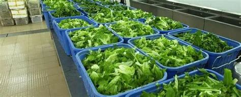 蔬菜采摘后的应如何保鲜的方法 - 昆明拉克达蔬菜配送