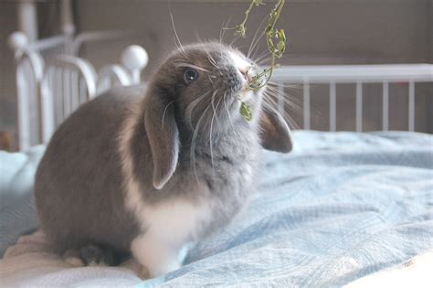 可爱又温顺的法国垂耳兔，很适合家养及有宝宝的家庭_兔子