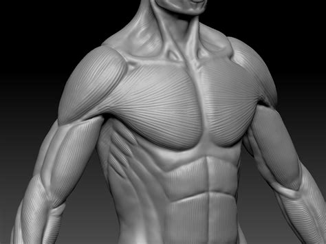 人体模型 设计绘画CG参考医用艺用人体模型 仿真人肌肉人体模型-阿里巴巴