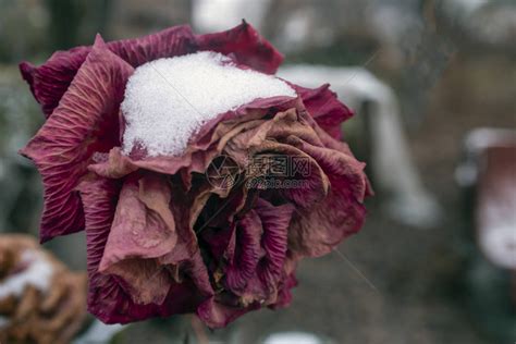 秋天雪下的玫瑰冬天来得早高清图片下载-正版图片504310113-摄图网