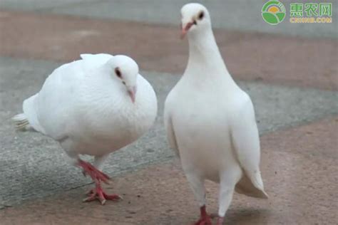 信鸽和普通鸽子的区别，赛鸽和和普通鸽子有什么区别|admin_人人点