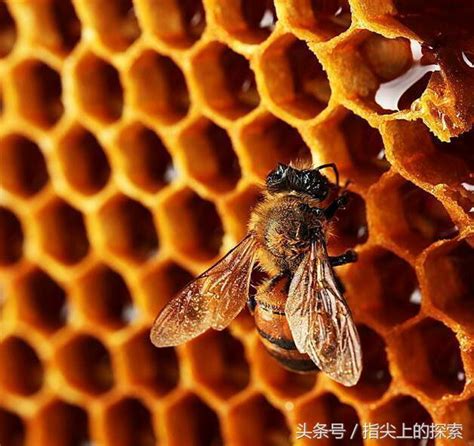 蜜蜂象征蜜蜂叮咬大黄蜂-蜜蜂PNG图片素材下载_图片编号627647-PNG素材网