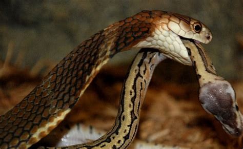火影：最厉害的5只蛇类通灵兽，万蛇垫底|通灵|蛇类|火影_新浪新闻