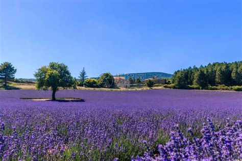 在法国欧洲普罗旺斯有着一栋房子背景的美丽的紫高清图片下载-正版图片506470277-摄图网