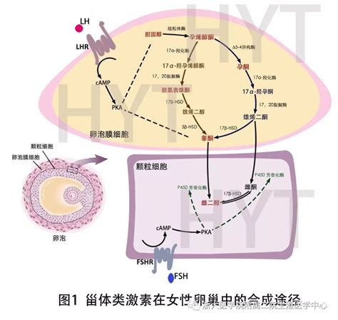 什么是DHEA？它具有哪些作用？ - 知乎