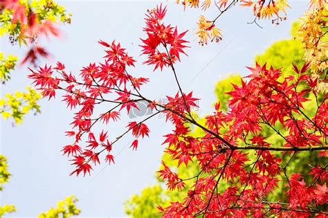 美丽的枫叶图片_枝头漂落的红色枫叶素材_高清图片_摄影照片_寻图免费打包下载