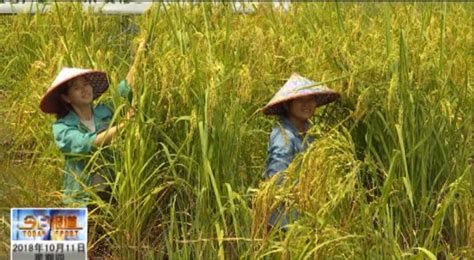 试种2米高“巨型稻”成功后，他们第一时间想把这个好消息告诉袁隆平……_凤凰网视频_凤凰网