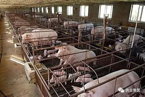 猪场中育肥猪的营养需要及饲养管理措施 - 猪好多网