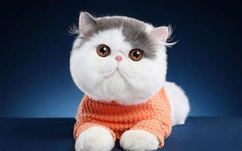 大脸猫图片