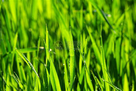 草根纹理草地植物绿色活力生长高清图片下载-正版图片321218788-摄图网