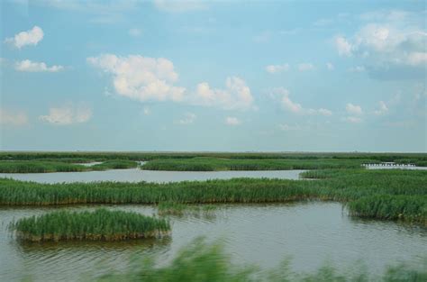 大美湿地城市丨盘锦-辽宁辽河口国家级自然保护区-湿地保护