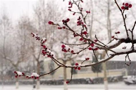 科学网—组图——北京春分：白雪却嫌春色晚，故穿庭树作飞花 - 李子欣的博文