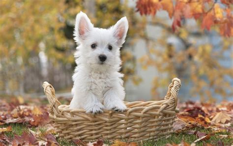 犬大全图片