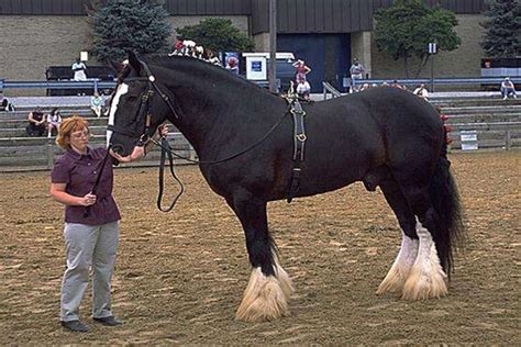 世界上最大的马是什么 夏尔马（起源于英国身高2米）_探秘志
