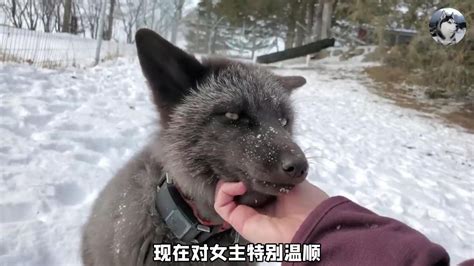 女子救助了几只狐狸，结果把它们养成了“二哈”，笑声真魔性_腾讯视频