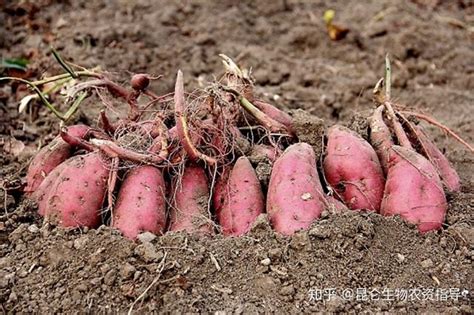 贵州黔西：水果地瓜迎来丰收季-人民图片网