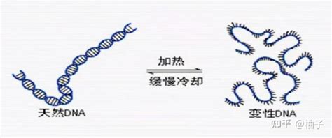 DNA 损伤的原因分类和修复途径_生物器材网