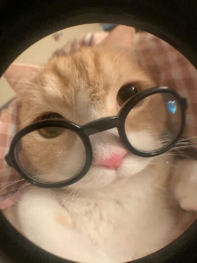 女生头像温柔猫猫可爱