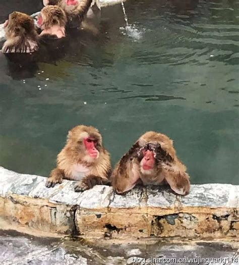 日本北海道猴子泡温泉御寒 惬意地打起瞌睡 - 旅游资讯 - 看看旅游网 - 我想去旅游 | 旅游攻略 | 旅游计划