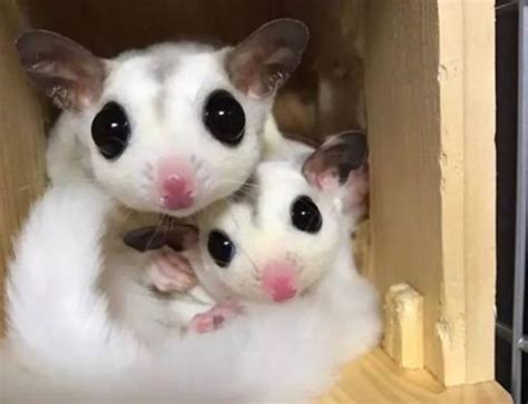 日本飞鼠和蜜袋鼯哪个好养（日本飞鼠和蜜袋鼯的区别） - 胖萌舍宠物网