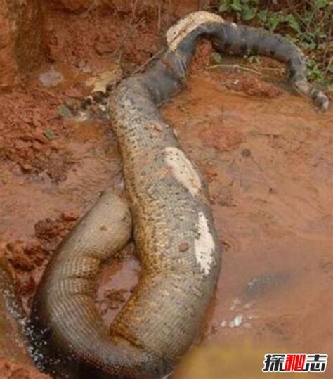 1995年安徽巨蟒渡劫事件，蟒蛇精化龙失败被雷劈死_小狼观天下