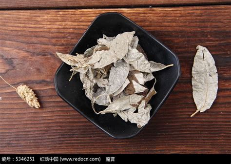胡秃子图片