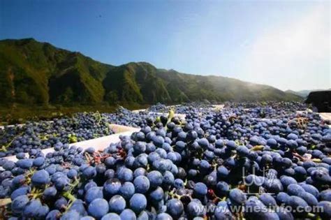 通化市推进“葡萄酒＋”产业链高质量发展:葡萄酒资讯网（www.winesinfo.com）