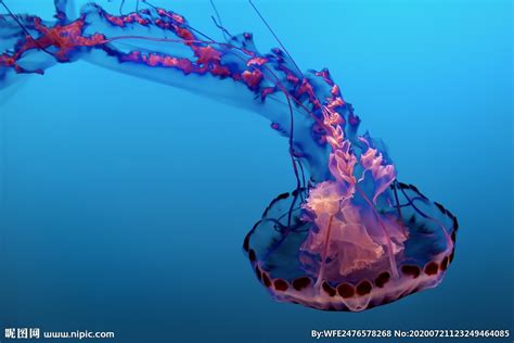 海滩现巨型水母 14种最美水母排行榜_排行榜123网