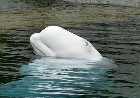 日本水族馆白鲸表演吐泡泡绝活(组图)_手机新浪网
