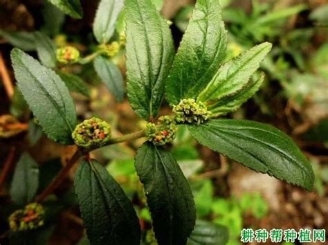 飞扬草图片