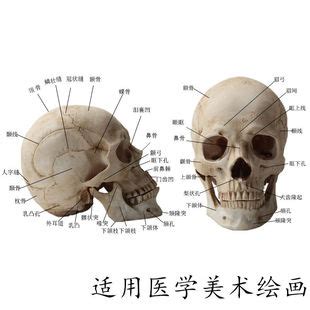 人体骷颅头图片