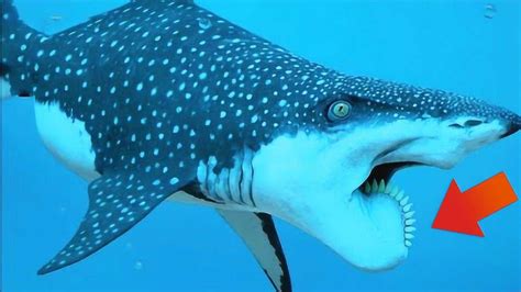 旋齿鲨的牙齿到底长在哪儿 旋齿鲨的牙齿到底长在什么地方_知秀网