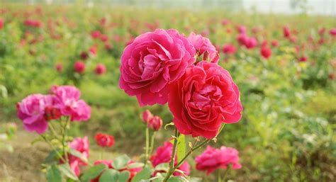 重瓣红玫瑰和普通玫瑰，区别主要在于这3点，了解后更好养殖