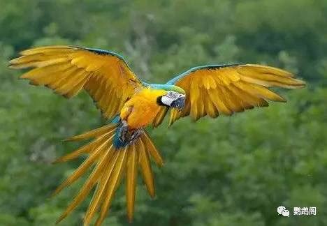 大型鹦鹉有哪些 金刚是色彩最艳丽的大型鹦鹉