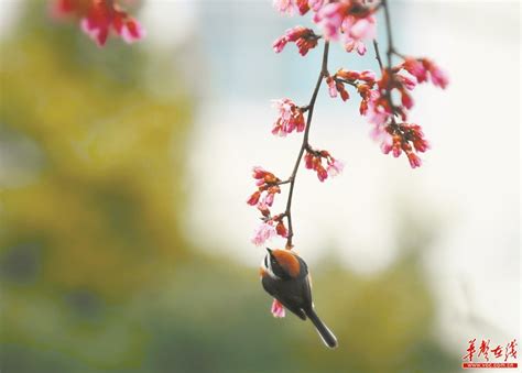 鸟语花香生态美 - 新闻 - 湖南日报网 - 华声在线