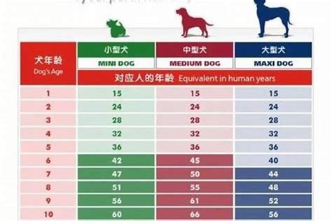 2023最新狗狗年龄换算表，不同体型间的差异大-宠物主人