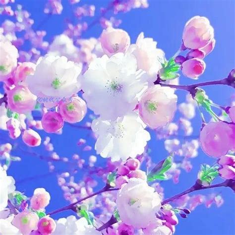 花头像图片