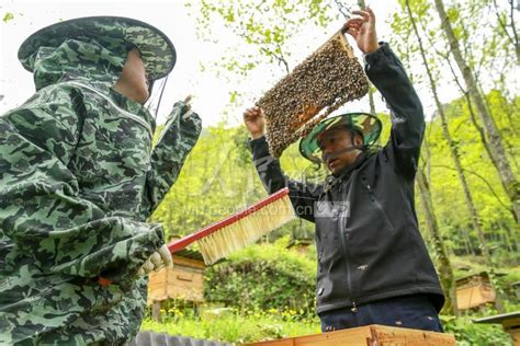 湖北秭归：种蜂繁育分蜂忙-人民图片网