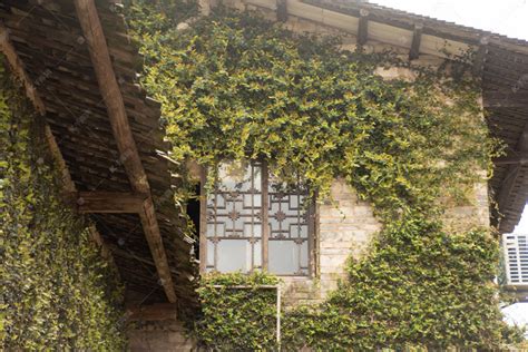 爬满绿色藤蔓植物的房子摄影图高清摄影大图-千库网