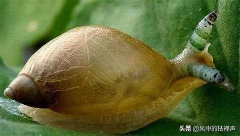 十宗罪蜗牛人图片原图 关于蜗牛人的故事 - 男尚圈