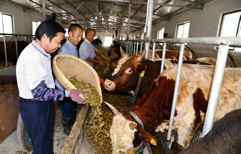 2023年农村有钱人都去养牛，是什么原因？养牛国家有补贴，2023年养殖业什么最赚钱农村 - 商道资源网