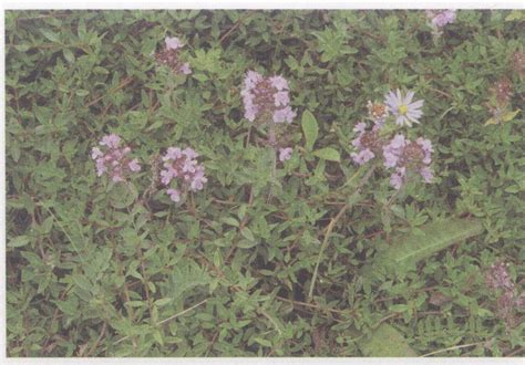 百里香药用植物。高清摄影大图-千库网