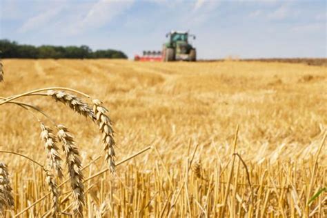 种植一亩小麦的利润 - 运富春