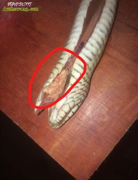 为何家中会出现大蛇？令人害怕！究竟有什么方法能防止蛇进家里？