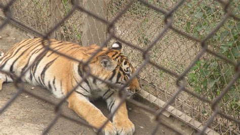 孟加拉虎笼子里,野生动物笼子里的高清图片下载-正版图片300876814-摄图网