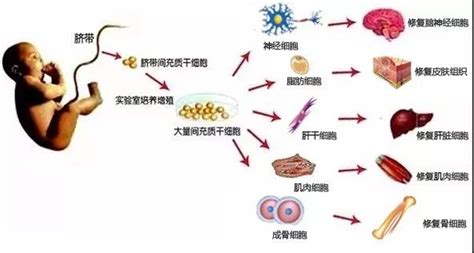 不老之泉探秘之一“干细胞——神奇的梦想”----广州生物医药与健康研究院